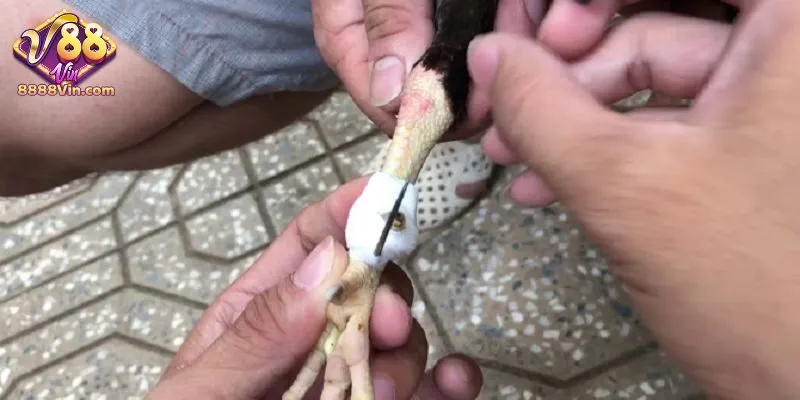 Lưu ý chọn loại cựa phù hợp